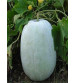 Ash Gourd F1 Ranbir 10 grams